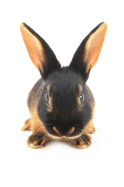 Cute brown rabbit — Zdjęcie stockowe