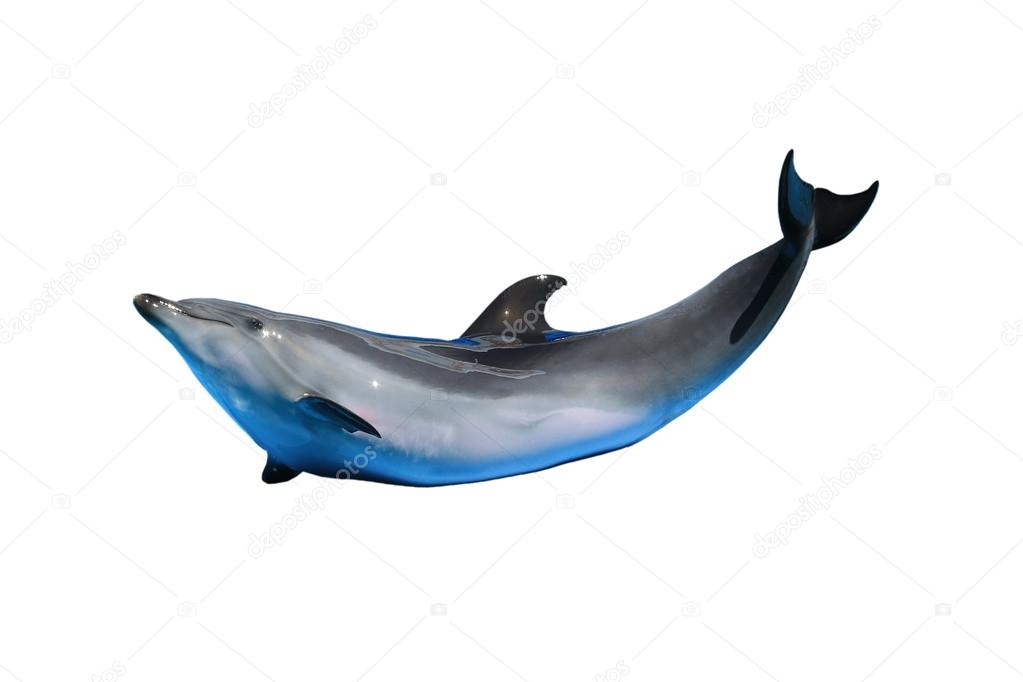 One isolated  dolphin