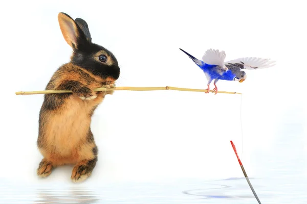 Kaninchenangeln mit einem Papagei an der Rute — Stockfoto