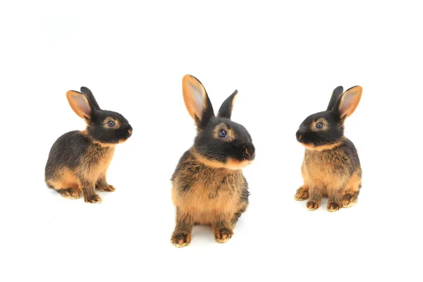 Cute  brown rabbits — Stock Photo, Image