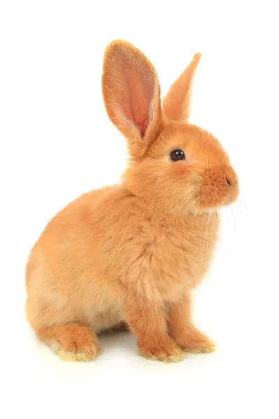 Carino coniglio marrone — Foto Stock