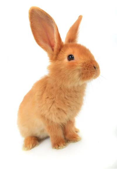 Милый коричневый кролик — стоковое фото