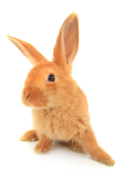 Söt brun kanin — Stockfoto