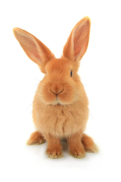 可爱的棕色兔子 — 图库照片
