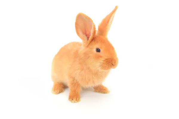 Милый коричневый кролик — стоковое фото