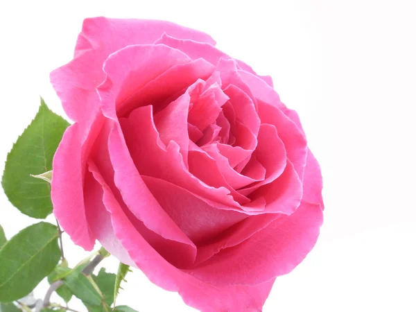 Pink rose bloom — Stock Photo, Image