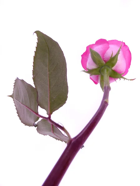 Розовая роза цветет — стоковое фото