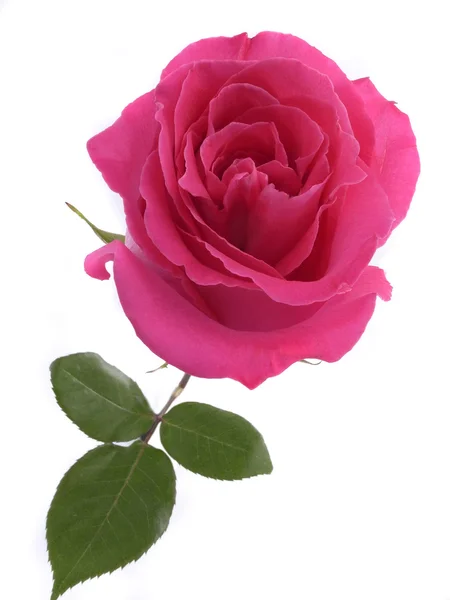 Rosa Rosenblüte — Stockfoto