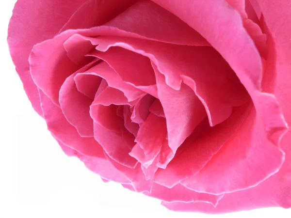 Rosa Rosenblüte — Stockfoto