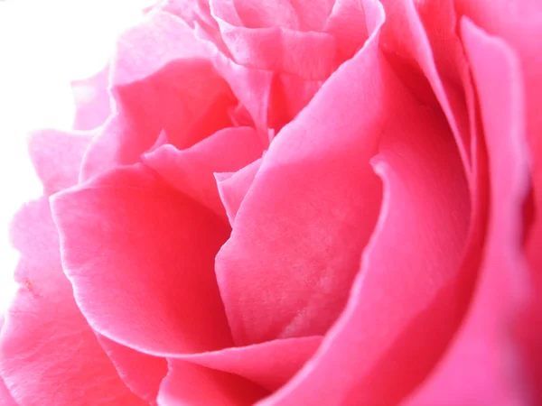 Rosa rosa fiore — Foto Stock