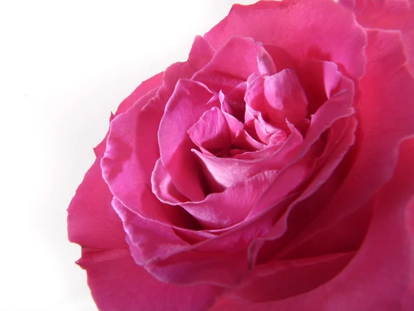 Růžové růže květ — Stock fotografie