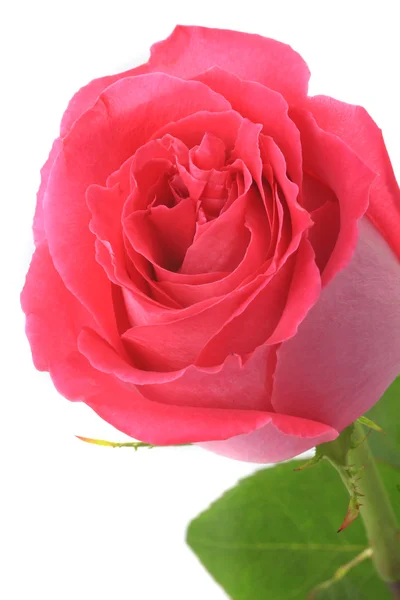 Rosa Rosenblüte — Stockfoto