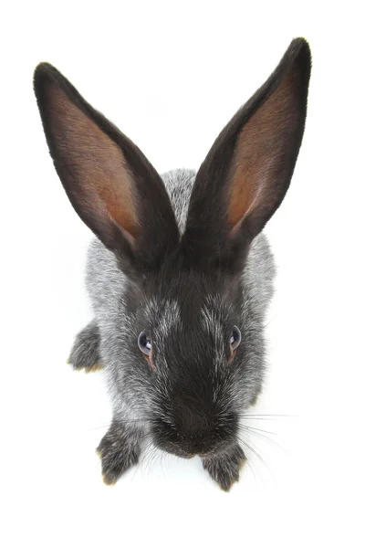 Coelho cinzento bonito — Fotografia de Stock