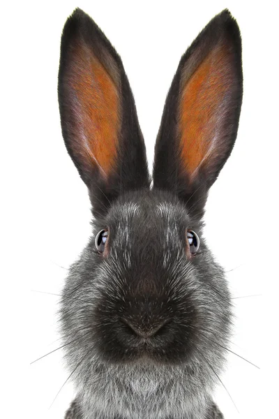 Coelho cinzento bonito — Fotografia de Stock