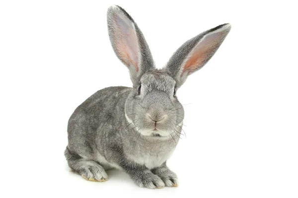 Милий кролик сірий — стокове фото