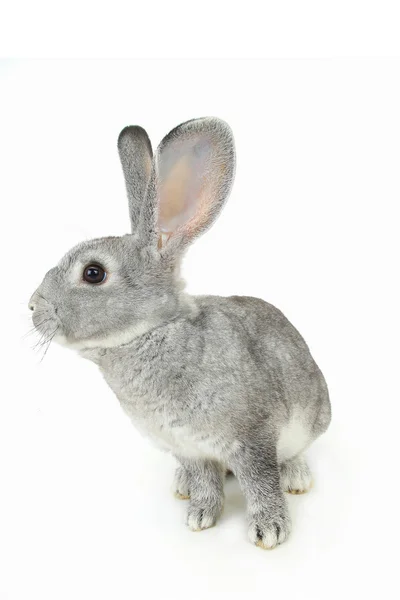 Cute gray rabbit — Stock Photo, Image