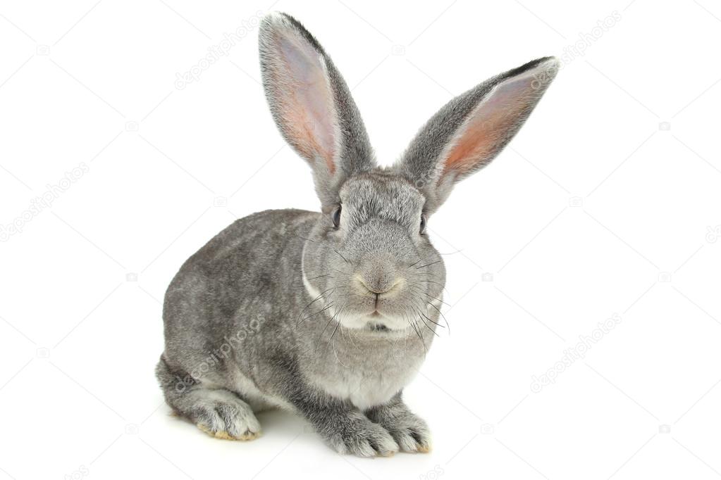 Cute gray rabbit