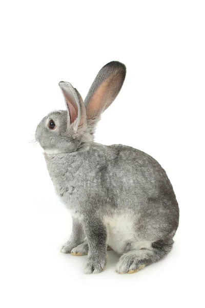 Mignon lapin gris — Photo