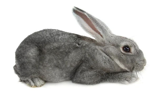 Cute gray rabbit — Stock Photo, Image