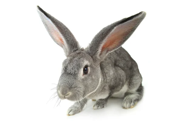 Şirin gri tavşan — Stok fotoğraf