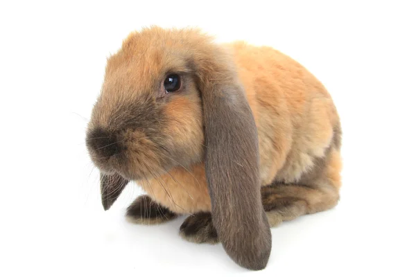 Brun sød kanin - Stock-foto