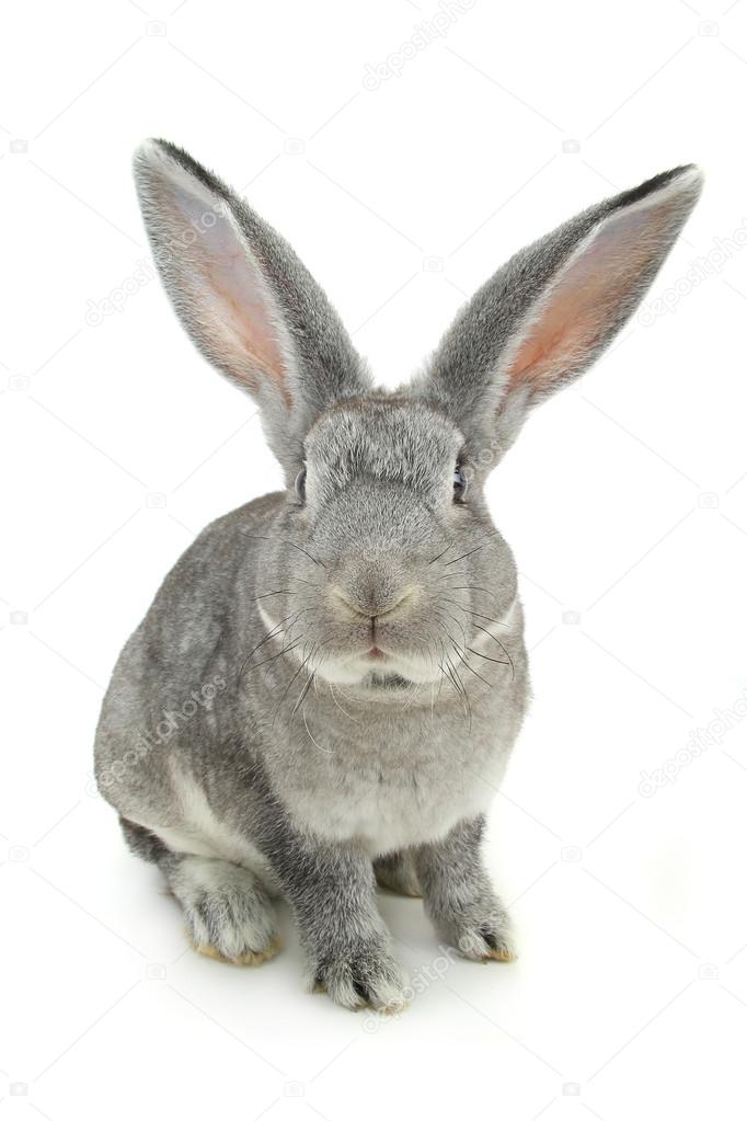 Cute gray rabbit