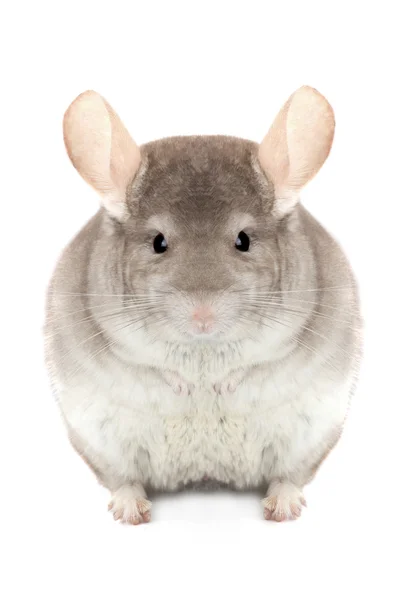 Cute chinchilla isolated — Stock Photo, Image