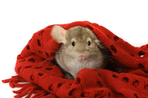 Chinchilla in the red  scarf — Stock Photo, Image
