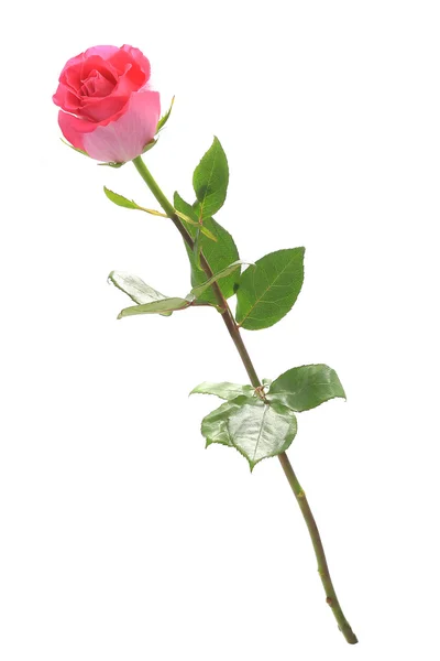 Beautiful pink rose — Stock Photo, Image