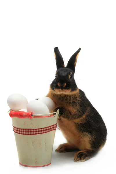 Rabbit near a bucket with Easter eggs — Stock Photo, Image