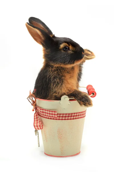 Rabbit sitting in a bucket — Stock Photo, Image