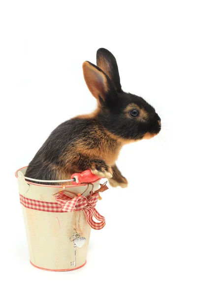 Bir kova içinde oturan tavşan — Stok fotoğraf