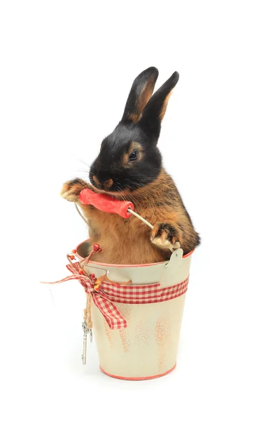 Rabbit sitting in a bucket — Stock Photo, Image