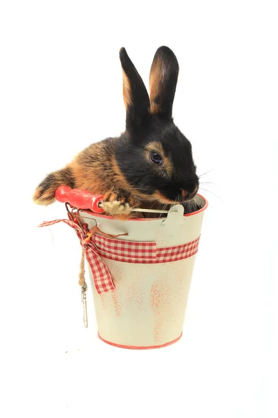 Rabbit sitting in a bucket — Stock Photo, Image