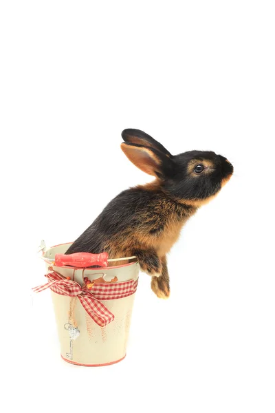 兔子坐在一桶 — 图库照片