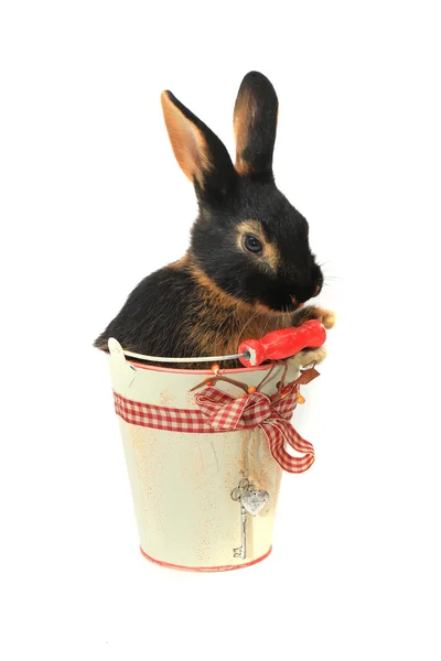 Rabbit sitting in a bucket — Stock Photo, Image