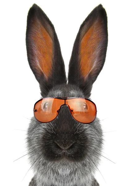 Портрет кролика в сонцезахисних окулярах — стокове фото
