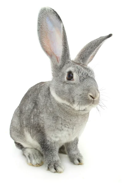 Gray cute  rabbit — Stock Photo, Image