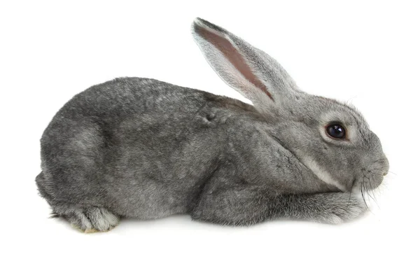 Grå söt kanin — Stockfoto