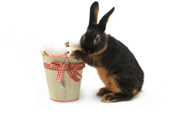 Rabbit near a bucket with Easter eggs — Stock Photo, Image