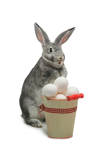 Rabbit near a bucket with Easter eggs — Stock Photo, Image