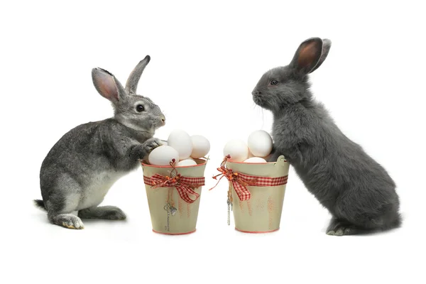 Grå kaniner nära en hink med påskägg — Stockfoto