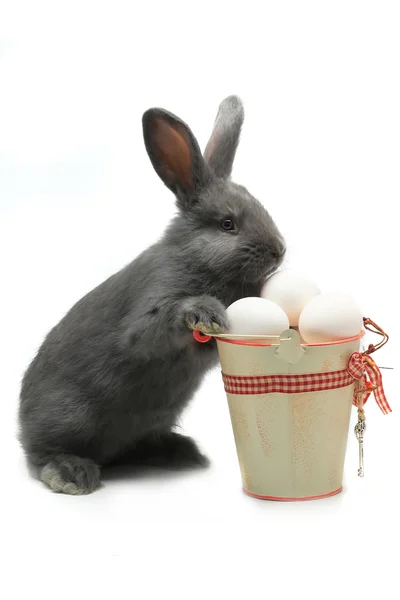 Rabbit near a bucket with Easter eggs — Stock Photo, Image