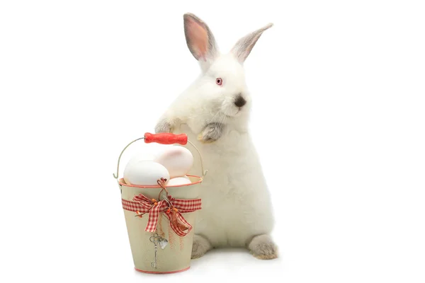 Kaninchen neben einem Eimer mit Ostereiern — Stockfoto