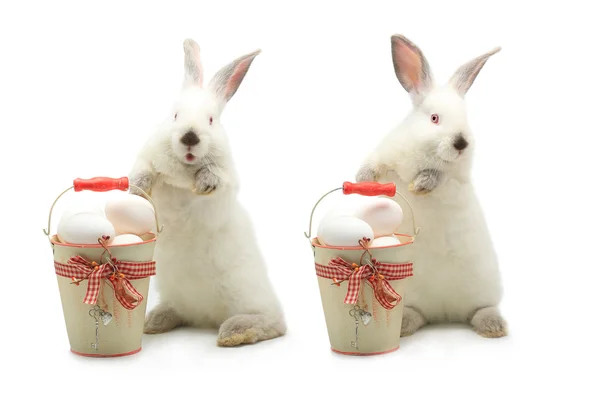 Rabbits near a bucket with Easter eggs — Stock Photo, Image