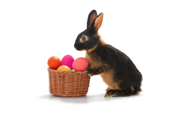 Kanin nära en hink med påskägg — Stockfoto