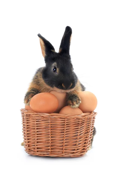 Conejo cerca de un cubo con huevos de Pascua — Foto de Stock