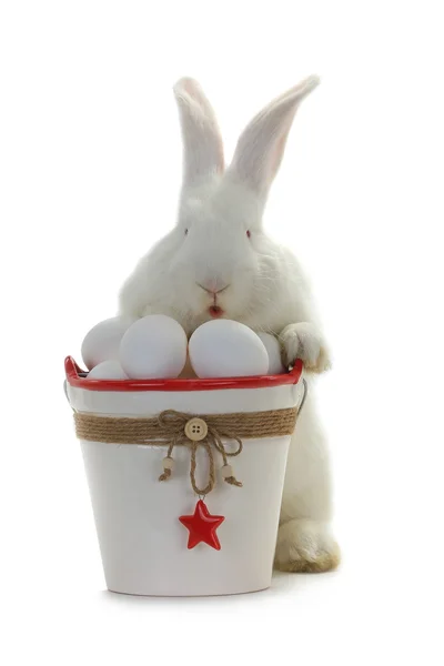 Weißes Kaninchen neben einem Eimer mit Ostereiern — Stockfoto