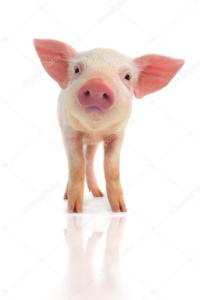 Little cute  pig