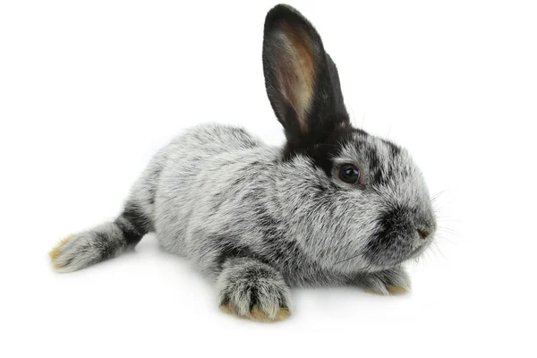 Cute gray  rabbit — Stock Photo, Image